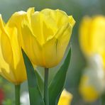 Yellow tulips