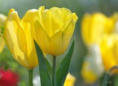 Yellow tulips