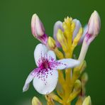 Yellow-Vein Eranthemum