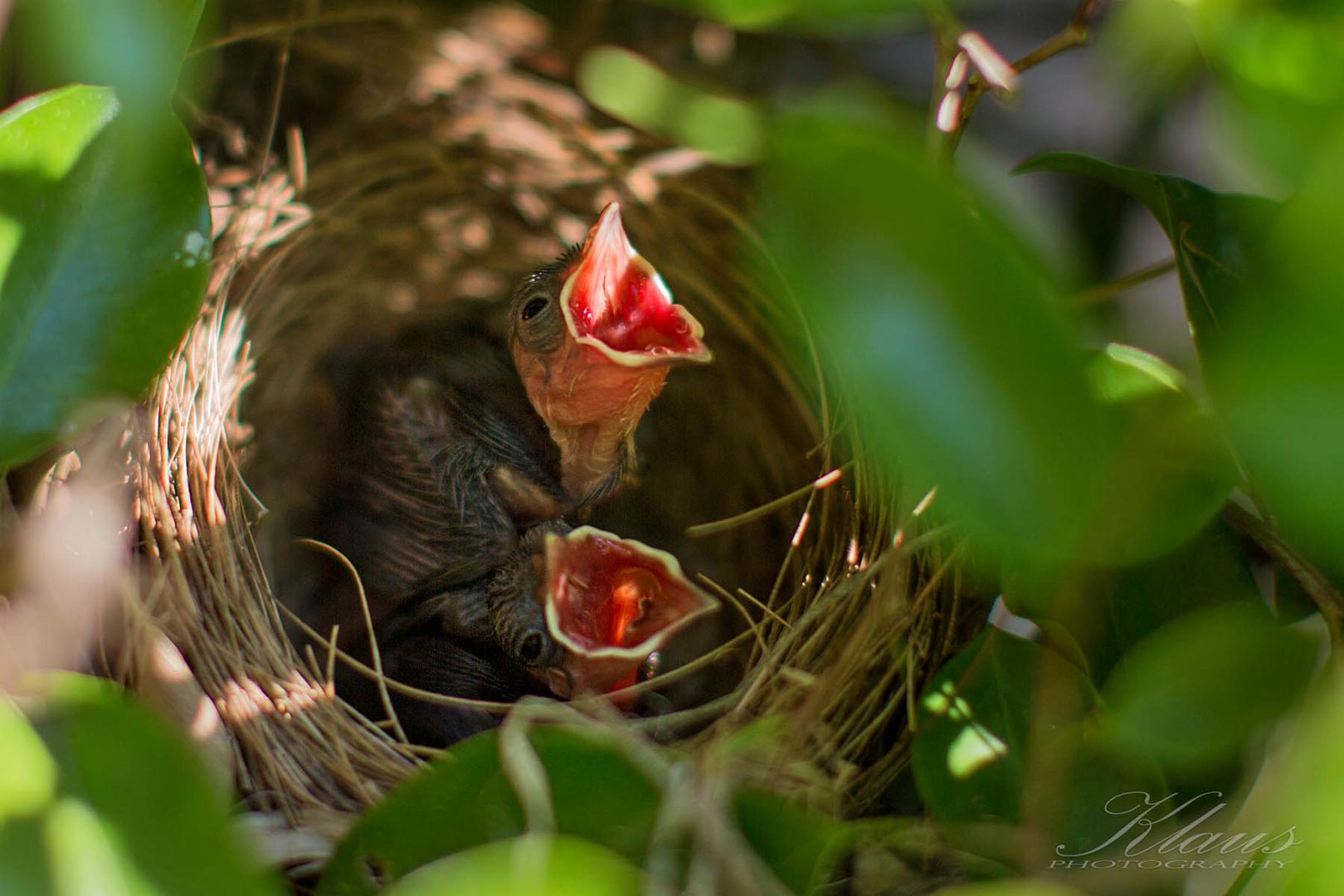 Yellow-vented Bulbul - Pycnonotus goiavier