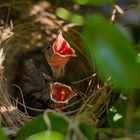 Yellow-vented Bulbul - Pycnonotus goiavier