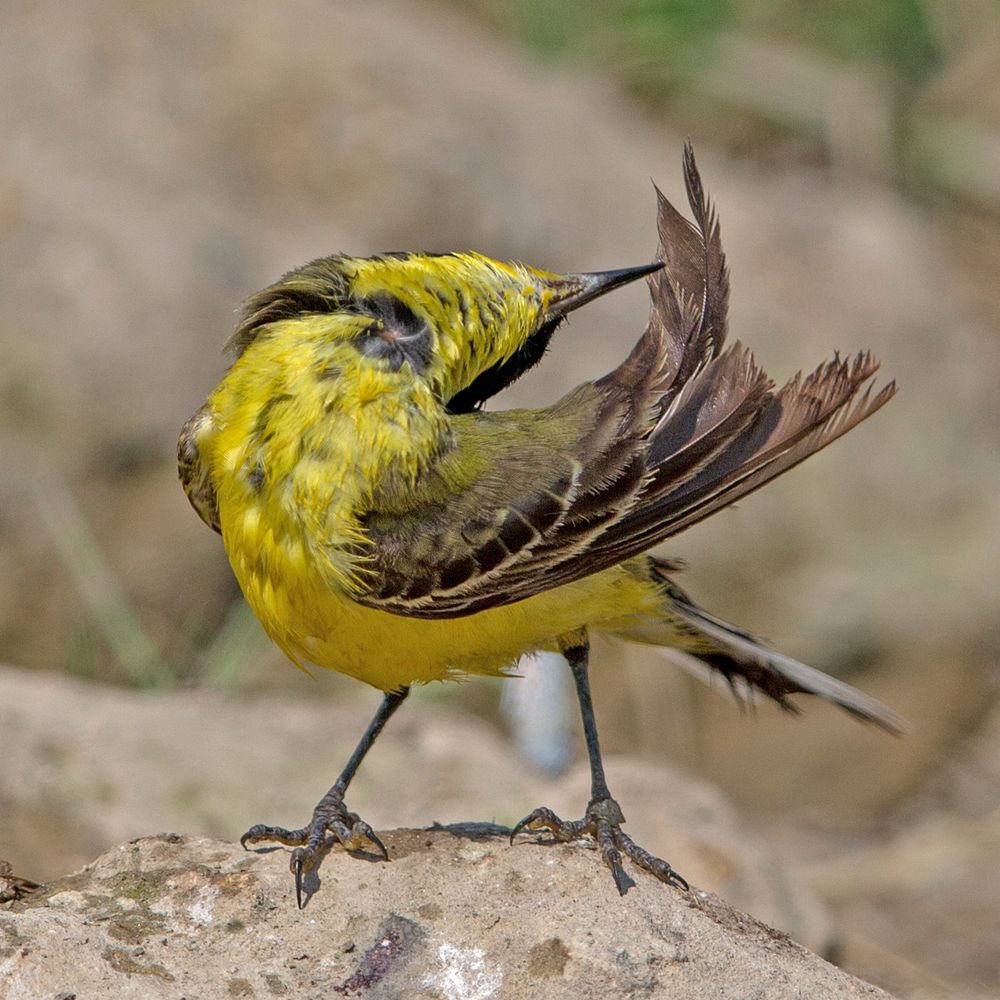 Yellow wagtail (excentric)