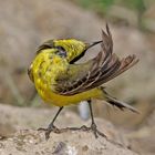 Yellow wagtail (excentric)