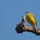 Yellow wagtail