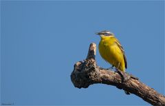 Yellow wagtail