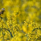 Yellow wagtail loves yellow rape blossom