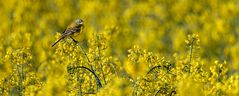 Yellow wagtail loves yellow rape blossom