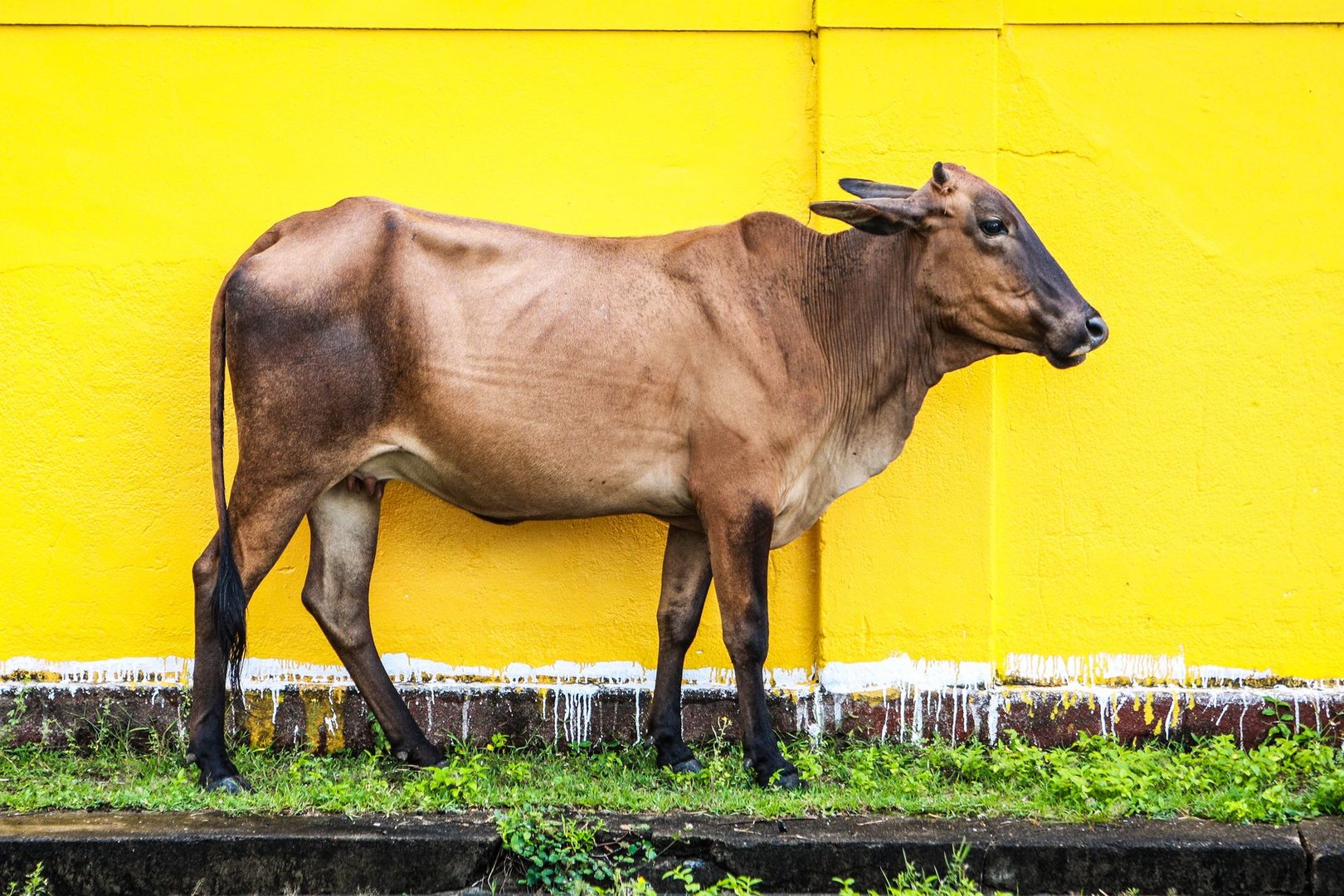 "YELLOW WALL" 