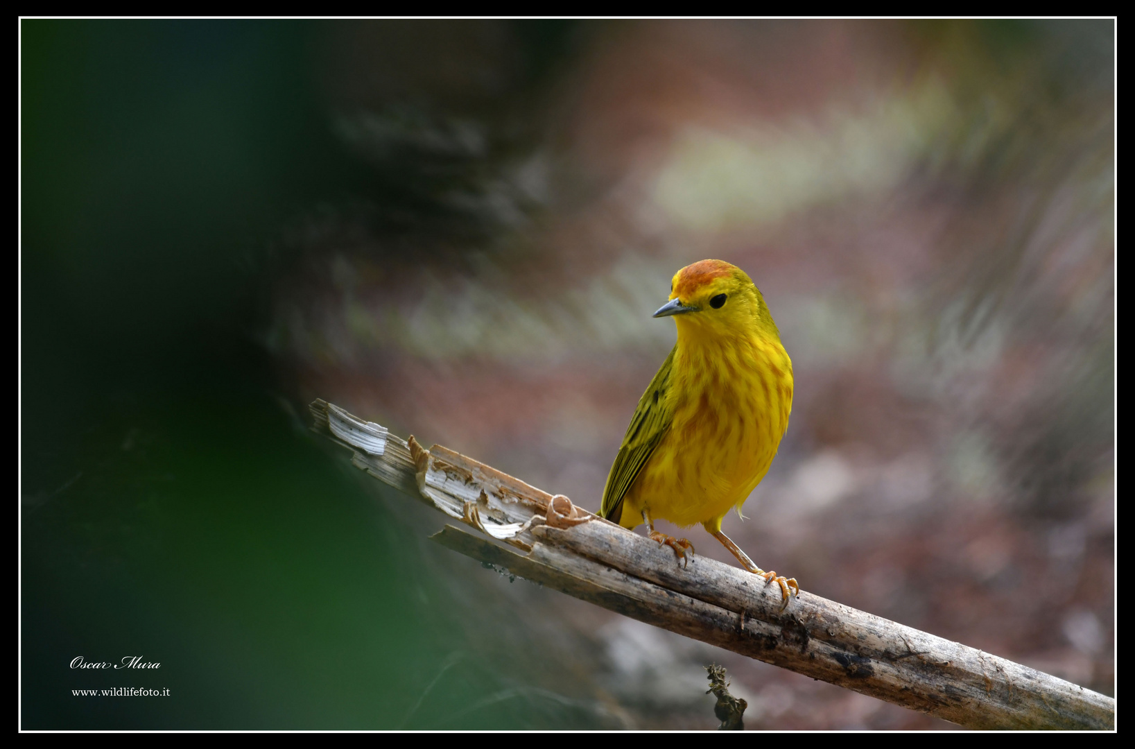 Yellow Warble  #galapagos  #oscarmura  https://www.wildlifefoto.it/