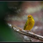 Yellow Warble  #galapagos  #oscarmura  https://www.wildlifefoto.it/