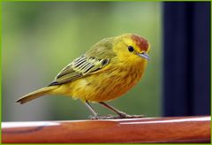 Yellow Warbler