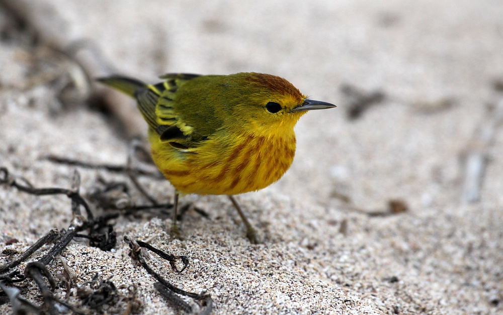 Yellow Warbler