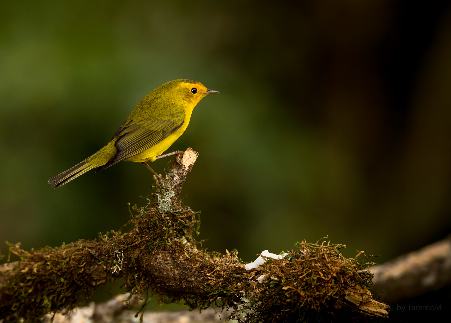 yellow Warbler