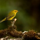 yellow Warbler