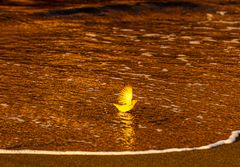 Yellow Warbler in der Abendsonne.           DSC_8954