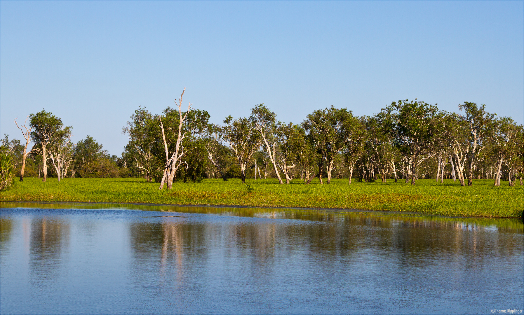 Yellow Water Billabong