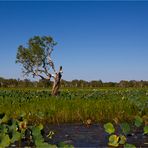 Yellow Water Billabong.