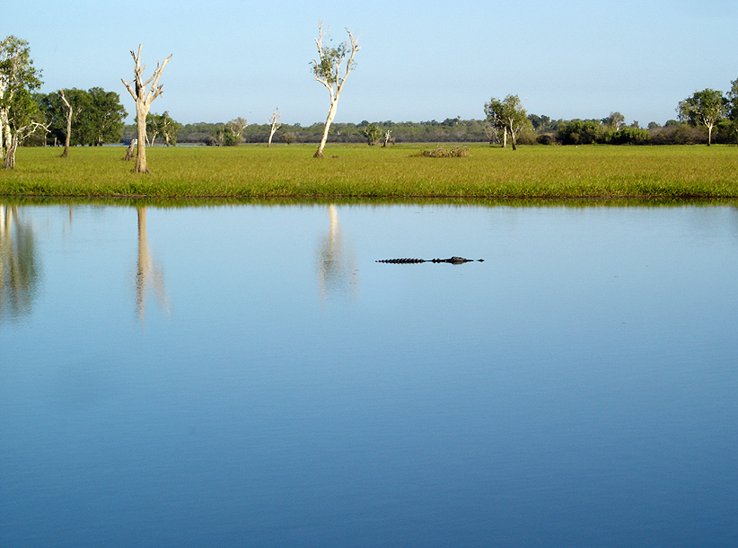 Yellow Water Croc