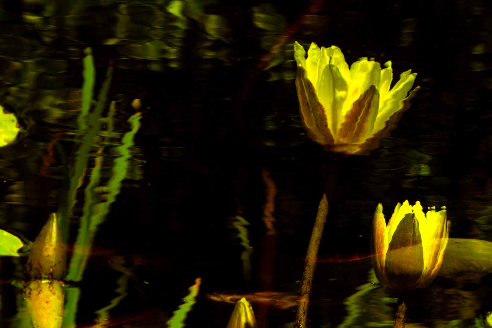 Yellow water lily