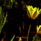 Yellow water lily