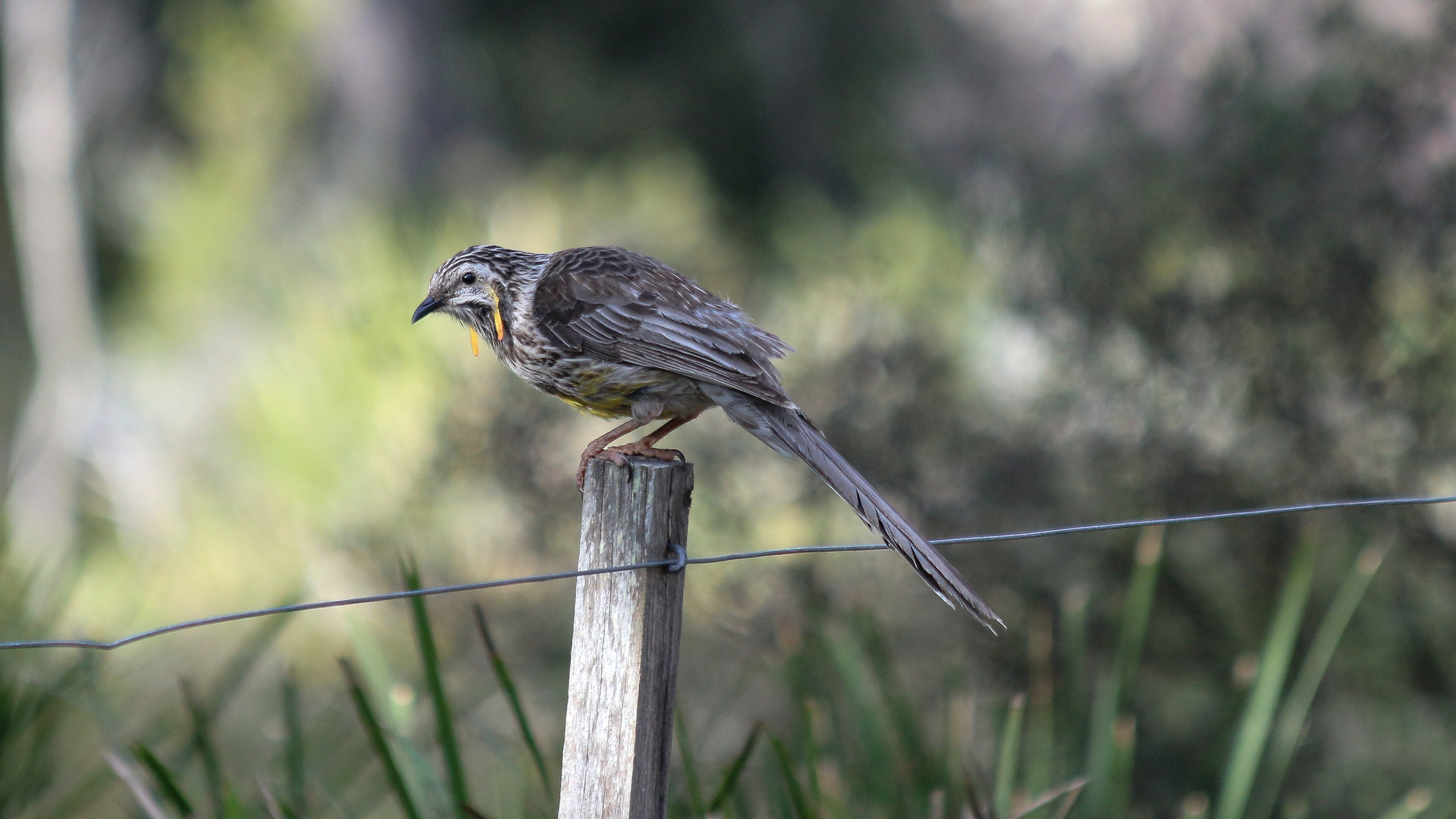 Yellow Wattlebird