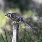 Yellow Wattlebird