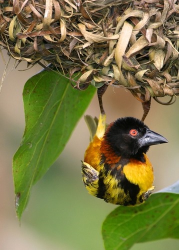 Yellow weaver.