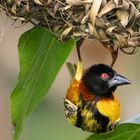 Yellow weaver.