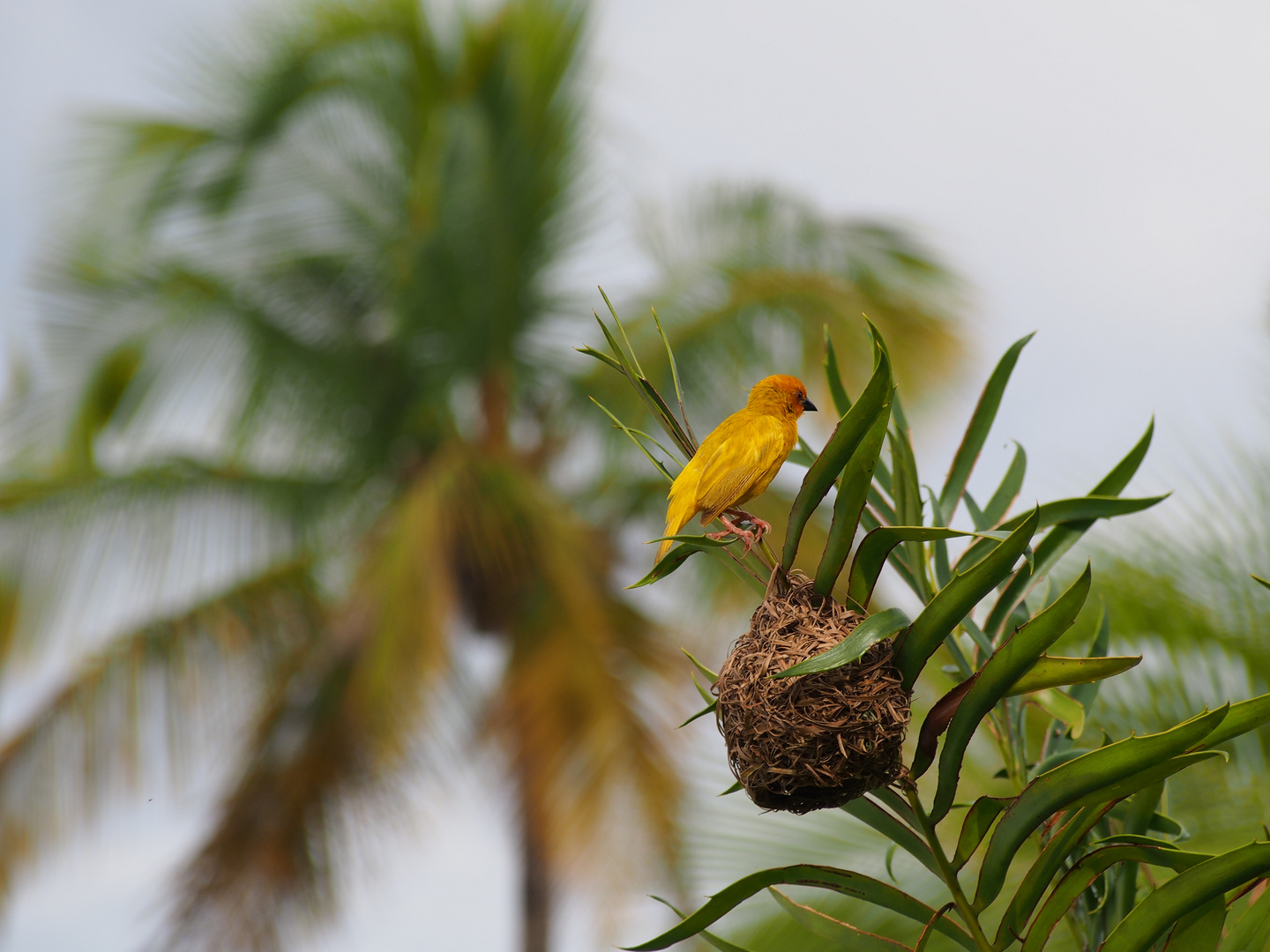 Yellow Weaver