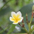 Yellow white flower