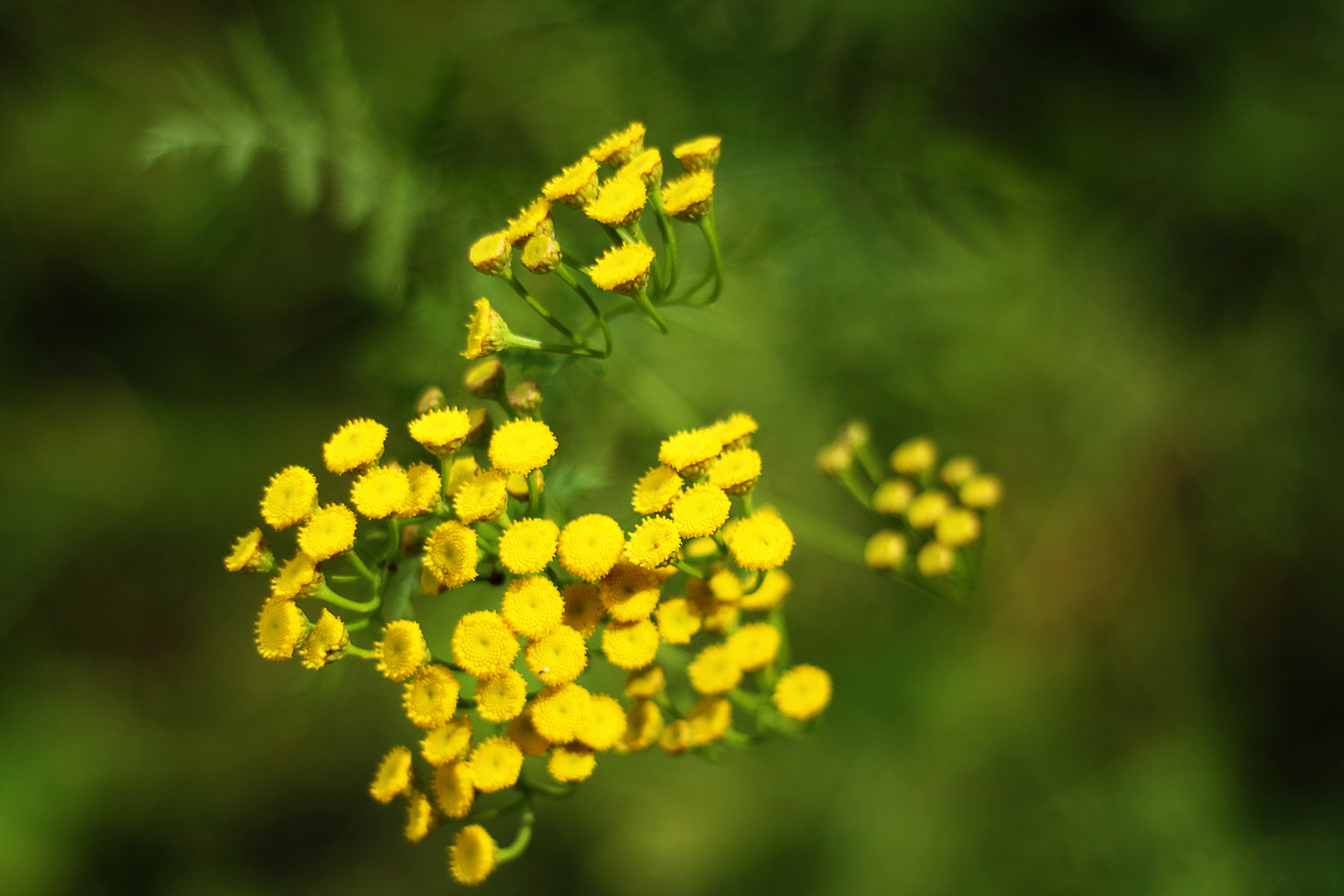 Yellow Wild Flower