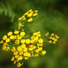 Yellow Wild Flower