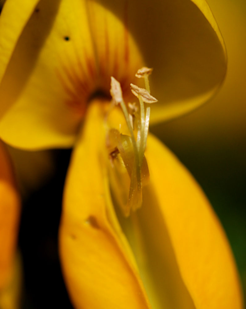 yellow wild flower