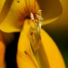 yellow wild flower