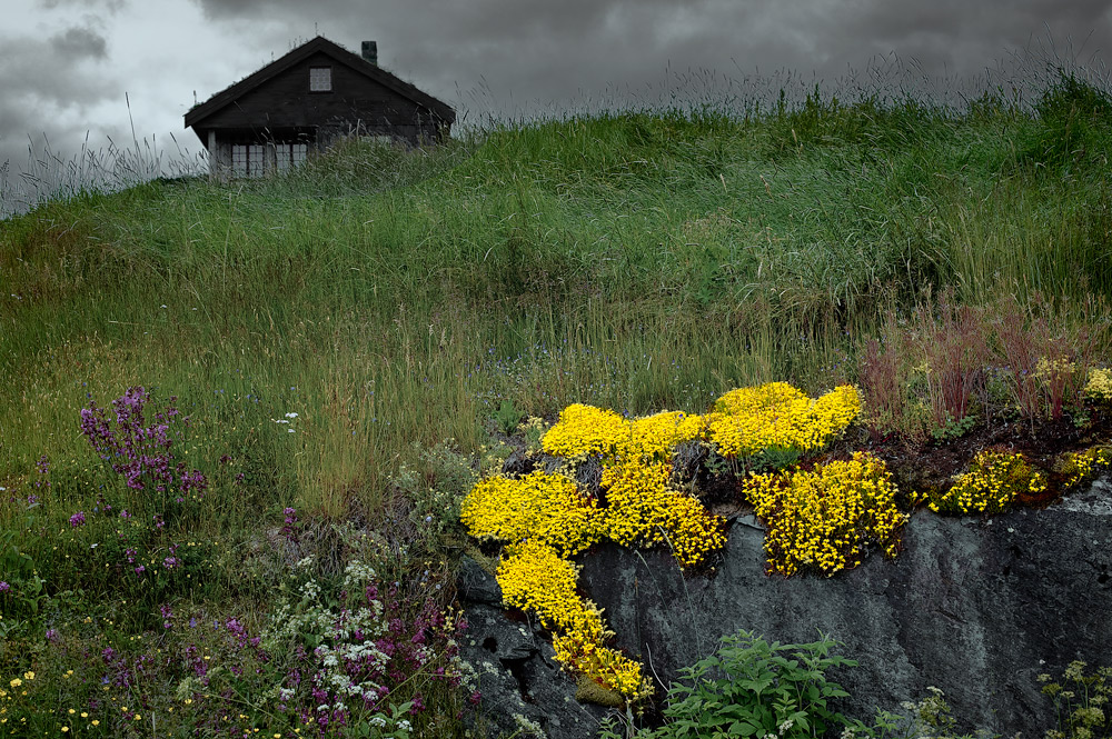 YELLOW WILD FLOWERS