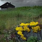 YELLOW WILD FLOWERS