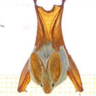 Yellow-winged bat