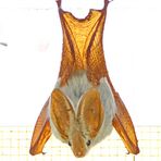 Yellow-winged bat