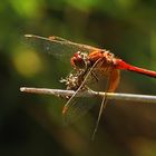 Yellow-winged Darter