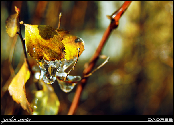 yellow winter - one from the series... ( yellow, green, red )