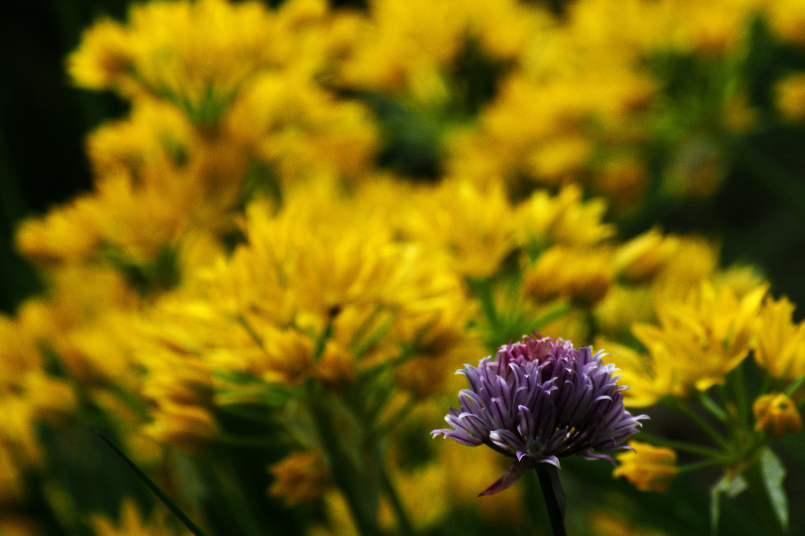 Yellow With Some Lilac