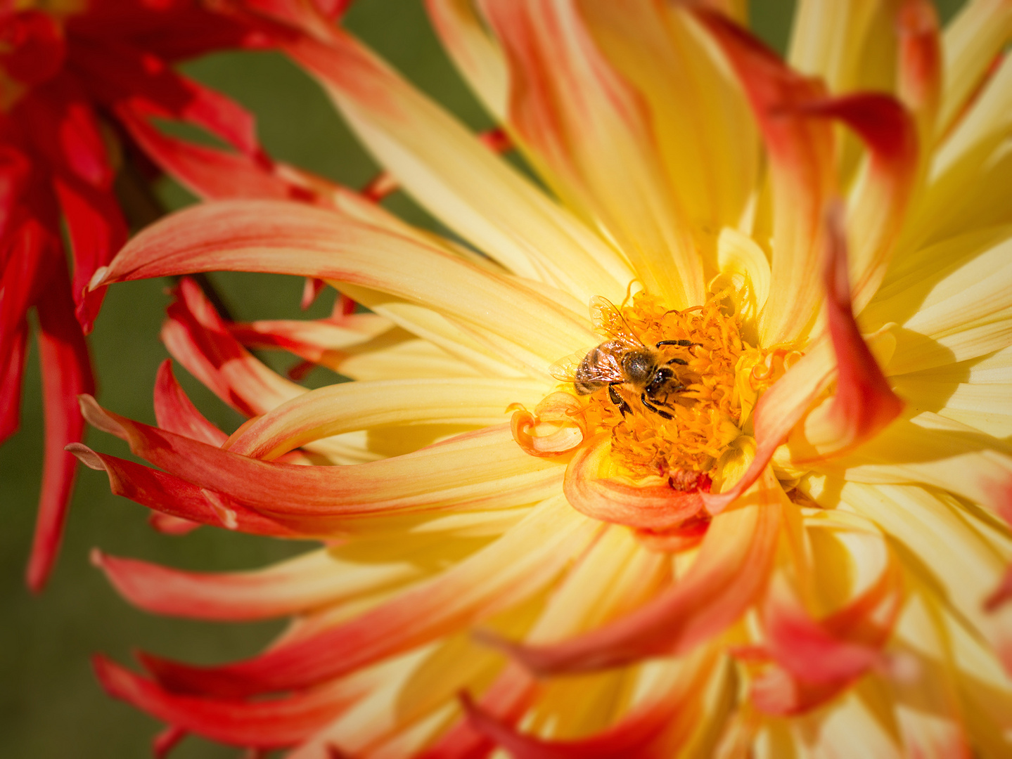 Yellow Worker