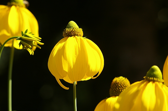 yellow world by mh.cookie 