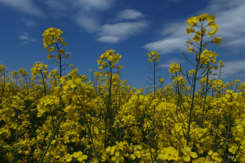 yellow, yellow