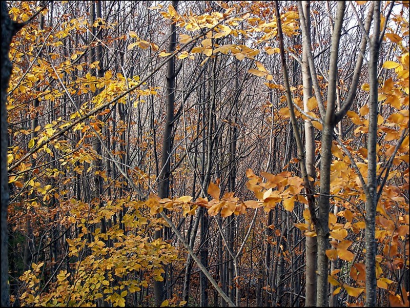 yellow yellow leafs