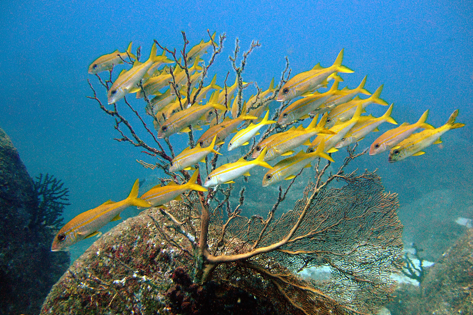 Yellowback fusilier fishes (Caesionidae)