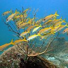 Yellowback fusilier fishes (Caesionidae)