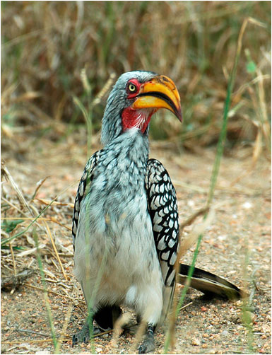 YELLOWBILLED HORNBILL