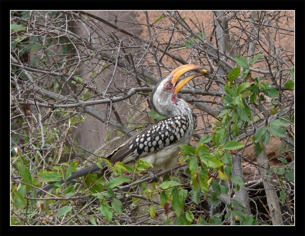 Yellowbilled Hornbill