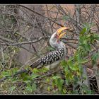 Yellowbilled Hornbill